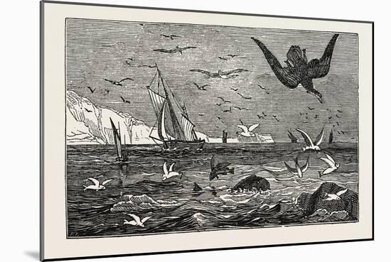 The Dolphin (Or Dorado) Pursuing the Flying Fish-null-Mounted Giclee Print