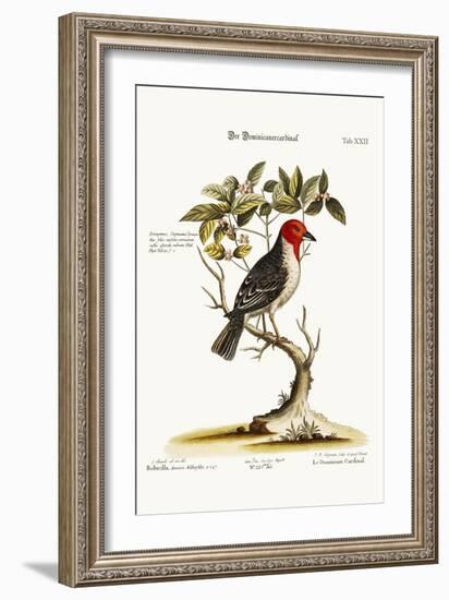 The Dominican-Cardinal, 1749-73-George Edwards-Framed Giclee Print