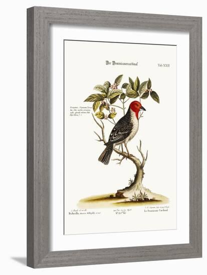 The Dominican-Cardinal, 1749-73-George Edwards-Framed Giclee Print