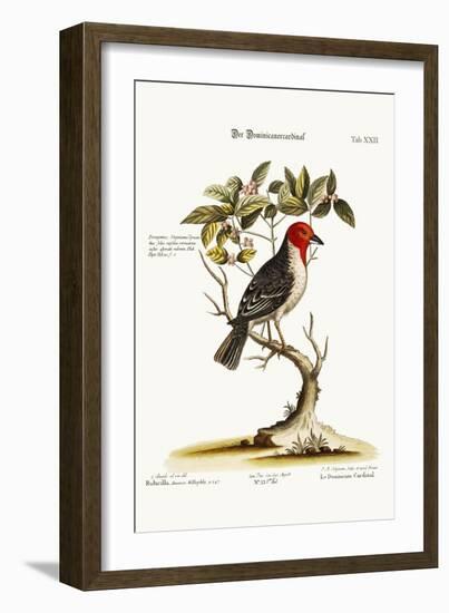 The Dominican-Cardinal, 1749-73-George Edwards-Framed Giclee Print