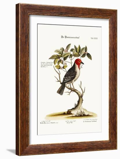 The Dominican-Cardinal, 1749-73-George Edwards-Framed Giclee Print