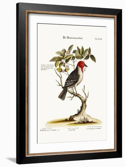 The Dominican-Cardinal, 1749-73-George Edwards-Framed Giclee Print