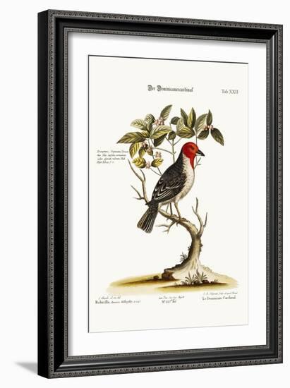 The Dominican-Cardinal, 1749-73-George Edwards-Framed Giclee Print
