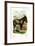 The Donkey-null-Framed Art Print