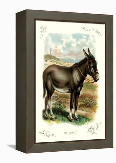 The Donkey-null-Framed Stretched Canvas