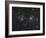 The Double Cluster, NGC 884 and NGC 869, as Seen in the Constellation of Perseus-Stocktrek Images-Framed Photographic Print