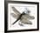 The Dragonfly-R. B. Davis-Framed Giclee Print