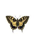 Vol de Papillon-The Drammis Collection-Stretched Canvas