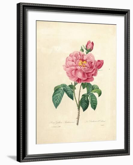 The Duchess of Orleans Rose-Pierre-Joseph Redouté-Framed Giclee Print