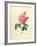 The Duchess of Orleans Rose-Pierre-Joseph Redouté-Framed Giclee Print