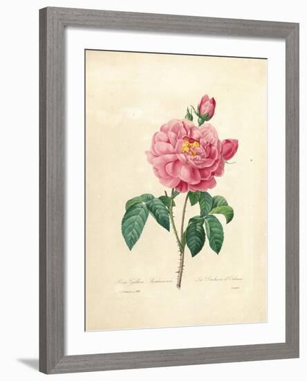 The Duchess of Orleans Rose-Pierre-Joseph Redouté-Framed Giclee Print