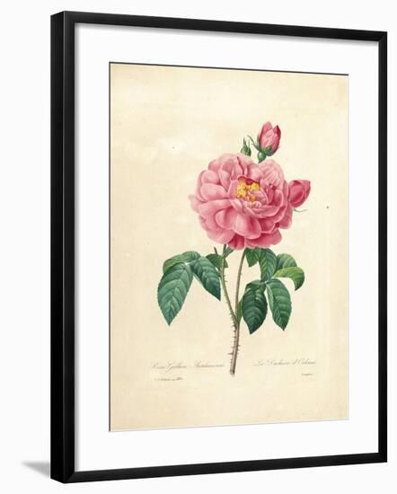 The Duchess of Orleans Rose-Pierre-Joseph Redouté-Framed Giclee Print