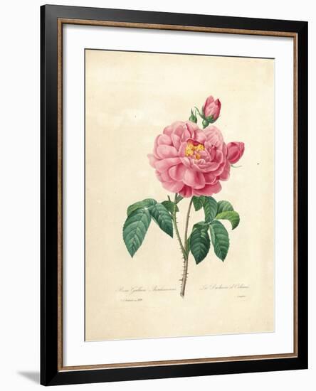 The Duchess of Orleans Rose-Pierre-Joseph Redouté-Framed Giclee Print