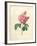 The Duchess of Orleans Rose-Pierre-Joseph Redouté-Framed Giclee Print