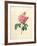 The Duchess of Orleans Rose-Pierre-Joseph Redouté-Framed Giclee Print