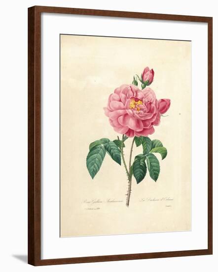 The Duchess of Orleans Rose-Pierre-Joseph Redouté-Framed Giclee Print