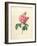 The Duchess of Orleans Rose-Pierre-Joseph Redouté-Framed Giclee Print