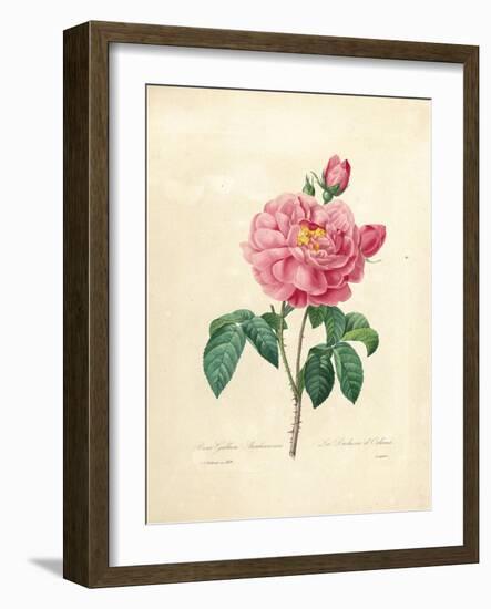 The Duchess of Orleans Rose-Pierre-Joseph Redouté-Framed Giclee Print