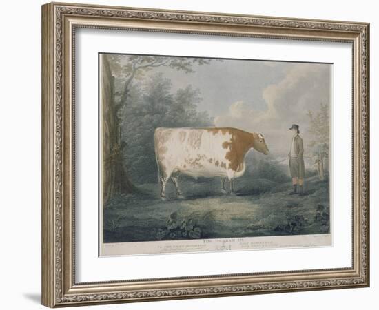 The Durham Ox, Engraved by J. Wessel, 1802-John Boultbee-Framed Giclee Print