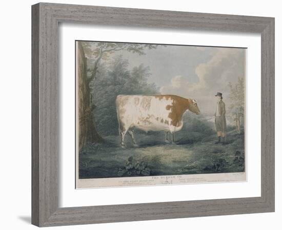 The Durham Ox, Engraved by J. Wessel, 1802-John Boultbee-Framed Giclee Print