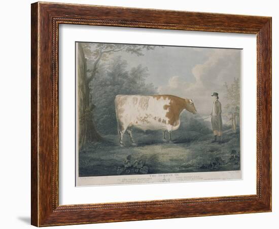 The Durham Ox, Engraved by J. Wessel, 1802-John Boultbee-Framed Giclee Print