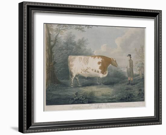 The Durham Ox, Engraved by J. Wessel, 1802-John Boultbee-Framed Giclee Print