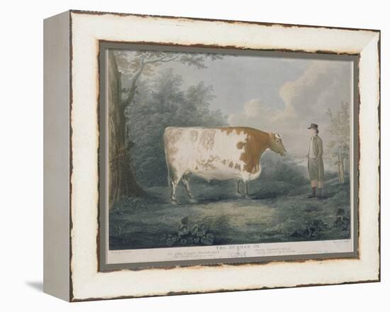 The Durham Ox, Engraved by J. Wessel, 1802-John Boultbee-Framed Premier Image Canvas