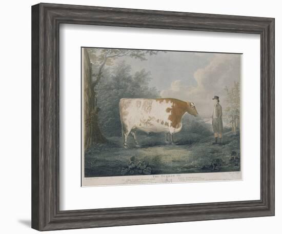 The Durham Ox, Engraved by J. Wessel, 1802-John Boultbee-Framed Giclee Print