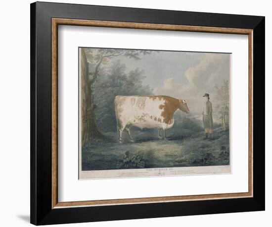 The Durham Ox, Engraved by J. Wessel, 1802-John Boultbee-Framed Giclee Print