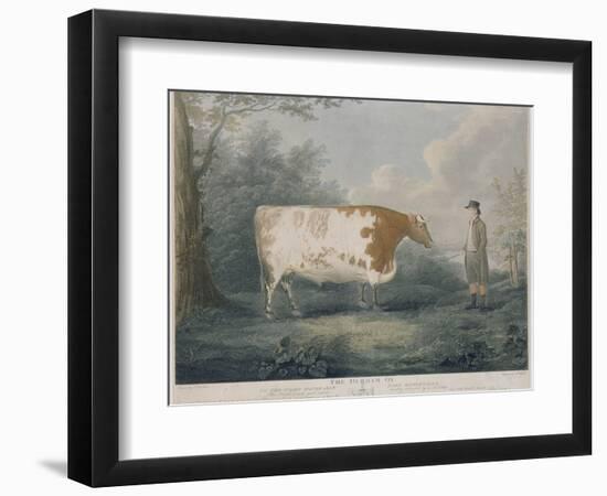 The Durham Ox, Engraved by J. Wessel, 1802-John Boultbee-Framed Giclee Print