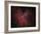 The Eagle Nebula-Stocktrek Images-Framed Photographic Print