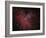 The Eagle Nebula-Stocktrek Images-Framed Photographic Print