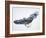 The Eagle-John Van Straalen-Framed Giclee Print