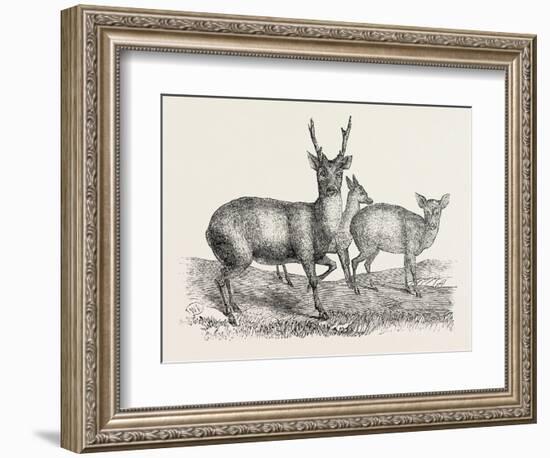 The Earl of Derby's Menagerie, at Knowsley, Uk: Male and Female Hog Deer-null-Framed Giclee Print