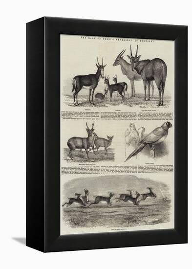 The Earl of Derby's Menagerie, at Knowsley-John Wykeham Archer-Framed Premier Image Canvas