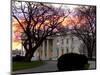 The Early Morning Sunrise Warms up the Winter Sky Behind the White House January 10, 2002-Ron Edmonds-Mounted Photographic Print
