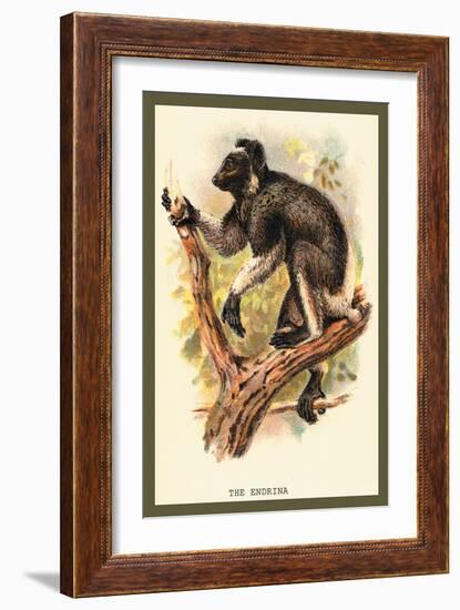 The Edrina-Sir William Jardine-Framed Art Print