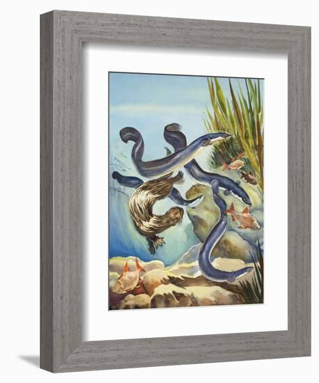 The Eel's Amazing Journey-G. W Backhouse-Framed Premium Giclee Print