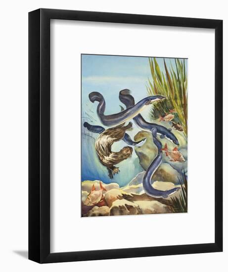 The Eel's Amazing Journey-G. W Backhouse-Framed Premium Giclee Print