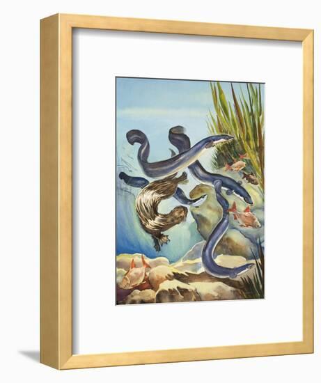 The Eel's Amazing Journey-G. W Backhouse-Framed Premium Giclee Print
