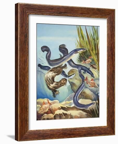 The Eel's Amazing Journey-G. W Backhouse-Framed Giclee Print