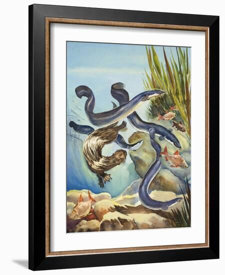 The Eel's Amazing Journey-G. W Backhouse-Framed Giclee Print