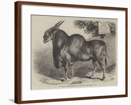 The Eland at the Smithfield Club Cattle Show-null-Framed Giclee Print