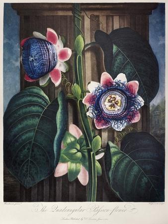 PassionFlower Wall Art: Prints, Paintings & Posters | Art.com