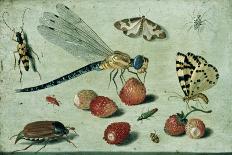 Butterflies and Other Insects, 1661-Jan Van, The Elder Kessel-Giclee Print