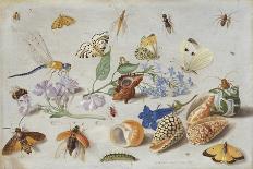 Study of Insects-Jan Van, The Elder Kessel-Giclee Print