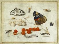 Butterfly, Caterpillar, Moth, Insects and Currants, c.1650-65-Jan Van, The Elder Kessel-Giclee Print