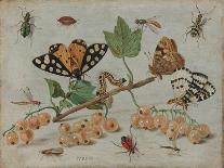 Butterfly, Caterpillar, Moth, Insects and Currants, c.1650-65-Jan Van, The Elder Kessel-Giclee Print
