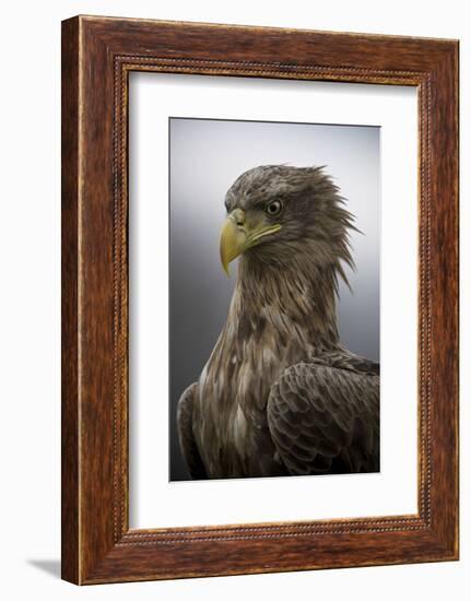 The Elderly-Csaba Tokolyi-Framed Photographic Print