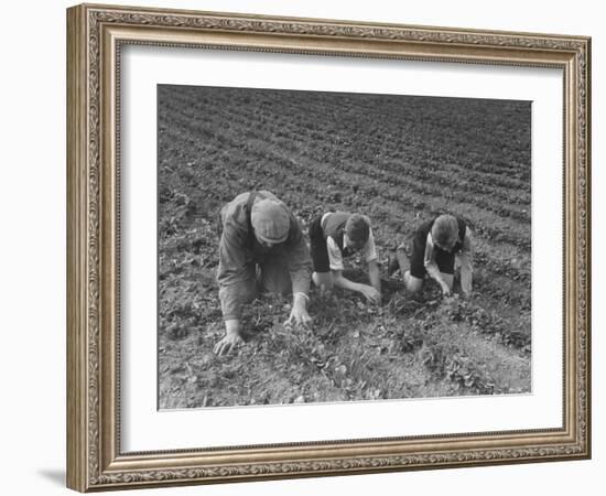 The Eldest Boys Helping their Father in the Farm Fields-null-Framed Photographic Print